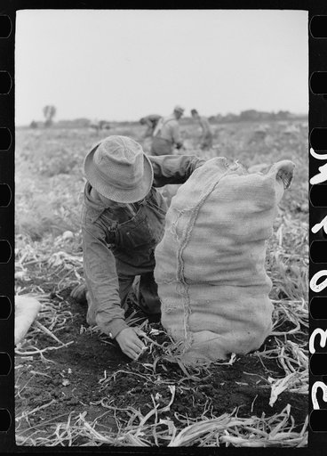 Untitled photo, possibly related to: Child labor in onion field, Rice County, Minnesota