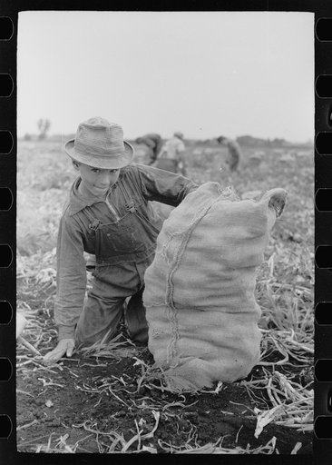 Child labor in onion field, Rice County, Minnesota