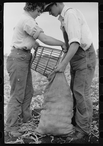 Untitled photo, possibly related to: Young onion field worker, Rice County, Minnesota