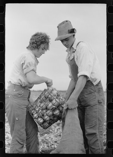 Young onion field worker, Rice County, Minnesota