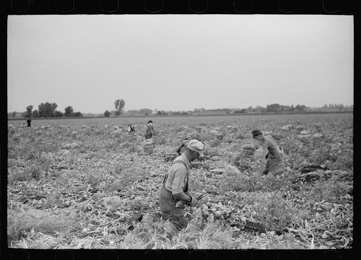 Topping onions in a 700 acre field, Rice County, Minnesota