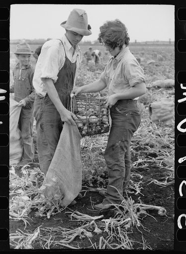 Young field worker filling a bag with onions, Rice County, Minnesota