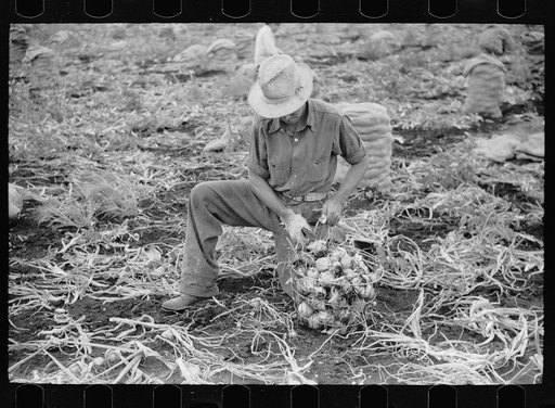 Untitled photo, possibly related to: Onion field worker, Rice County, Minnesota