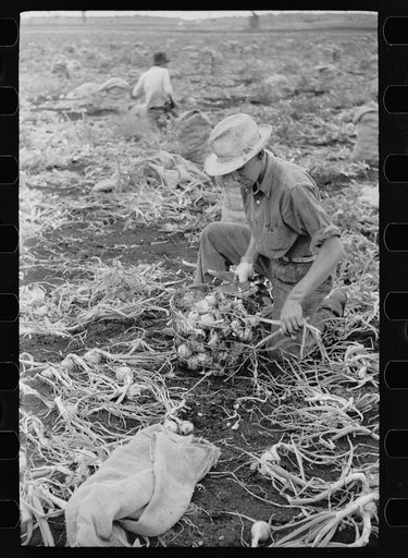 Untitled photo, possibly related to: Onion field worker, Rice County, Minnesota