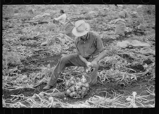 Onion field worker, Rice County, Minnesota