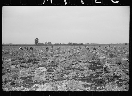 Workers in a 700 acre onion field, Rice County, Minnesota