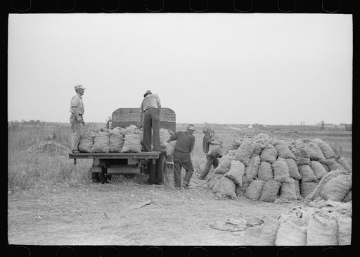Loading onions, Rice County, Minnesota