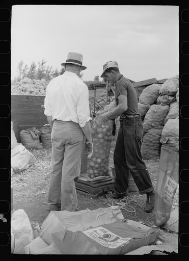 Untitled photo, possibly related to: Loading onions, Rice County, Minnesota