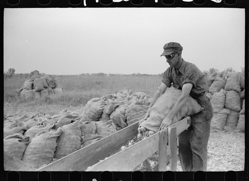 Sorting onions, Rice County, Minnesota