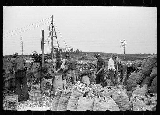 Untitled photo, possibly related to: Sorting onions, Rice County, Minnesota