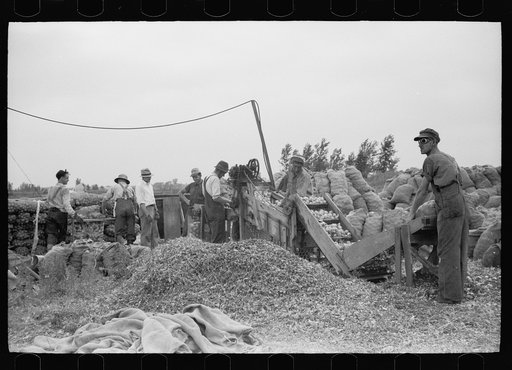 Sorting onions, Rice County, Minnesota