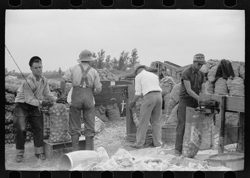 Sorting onions, Rice County, Minnesota