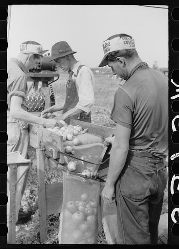 Sorting onions, Rice County, Minnesota
