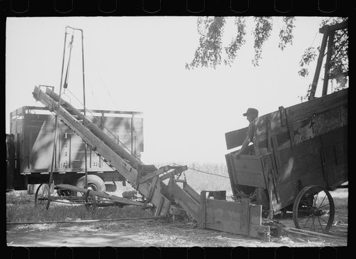 Untitled photo, possibly related to: Sorting onions, Rice County, Minnesota