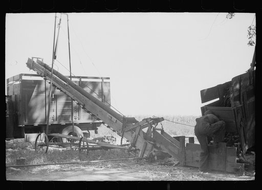 Untitled photo, possibly related to: Sorting onions, Rice County, Minnesota