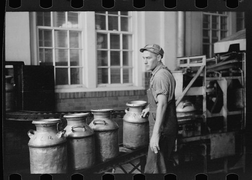 Running milk cans through sterilizing machine, Farmington, Minnesota