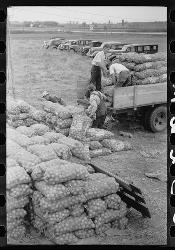 Loading bags of onions, Rice County, Minnesota