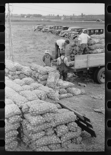 Untitled photo, possibly related to: Loading bags of onions, Rice County, Minnesota
