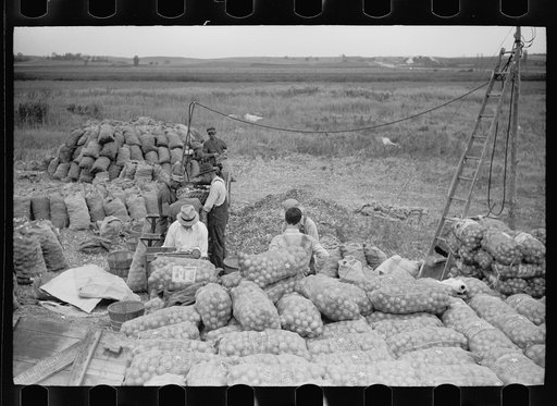 Untitled photo, possibly related to: Loading bags of onions, Rice County, Minnesota