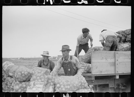 Loading bags of onions, Rice County, Minnesota