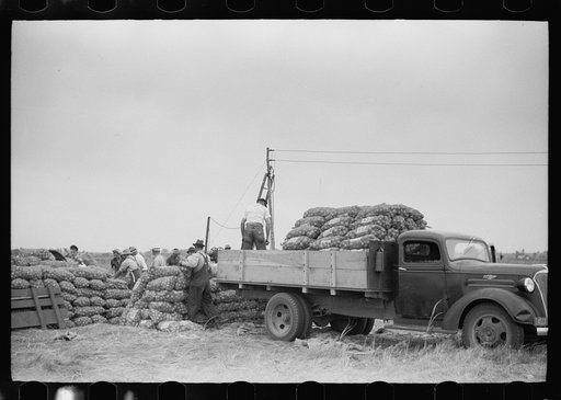 Loading bags of onions, Rice County, Minnesota