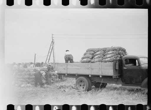 Untitled photo, possibly related to: Loading bags of onions, Rice County, Minnesota