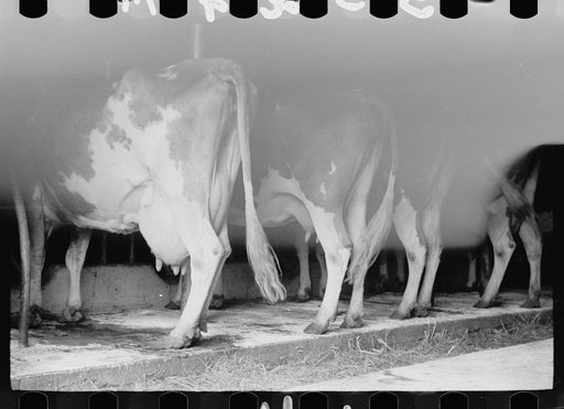 Untitled photo, possibly related to: Guernsey milk cow in stall, dairy farm, Dakota County, Minnesota