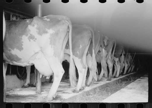 Untitled photo, possibly related to: Guernsey milk cow in stall, dairy farm, Dakota County, Minnesota