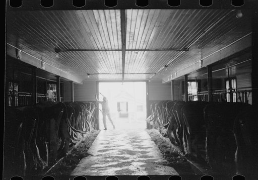 Untitled photo, possibly related to: Guernsey milk cow in stall, dairy farm, Dakota County, Minnesota
