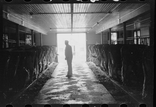 Untitled photo, possibly related to: Guernsey milk cow in stall, dairy farm, Dakota County, Minnesota