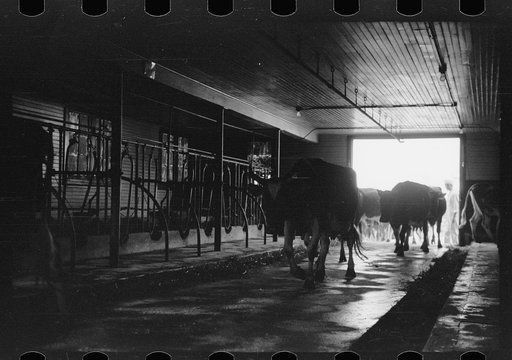 Untitled photo, possibly related to: Cows outside barn ready for milking, Dakota County, Minnesota