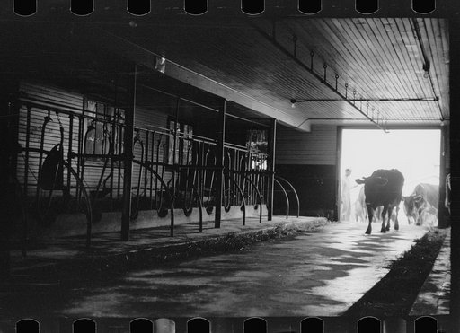 Untitled photo, possibly related to: Cows outside barn ready for milking, Dakota County, Minnesota