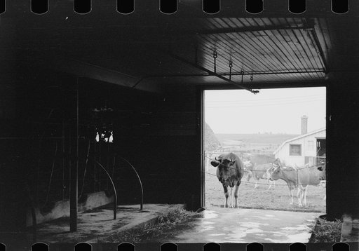 Cows outside barn ready for milking, Dakota County, Minnesota