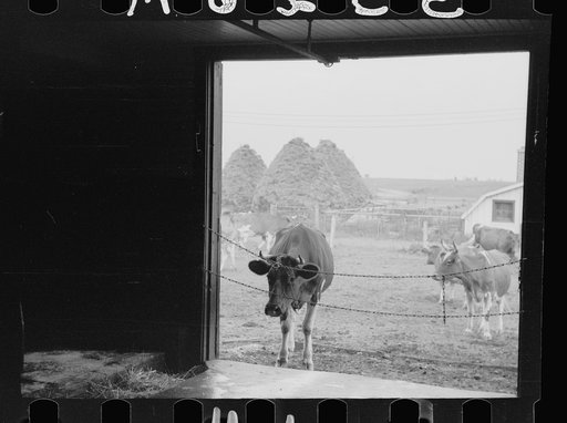 Untitled photo, possibly related to: Cows outside barn ready for milking, Dakota County, Minnesota