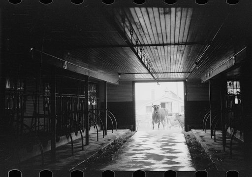 Untitled photo, possibly related to: Cows outside barn ready for milking, Dakota County, Minnesota