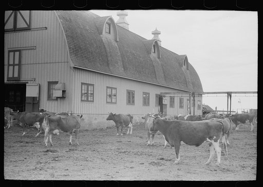 Guernsey cows outside barn before milking time, Dakota County, Minnesota