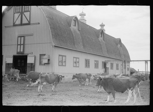 Untitled photo, possibly related to: Guernsey cows outside barn before milking time, Dakota County, Minnesota