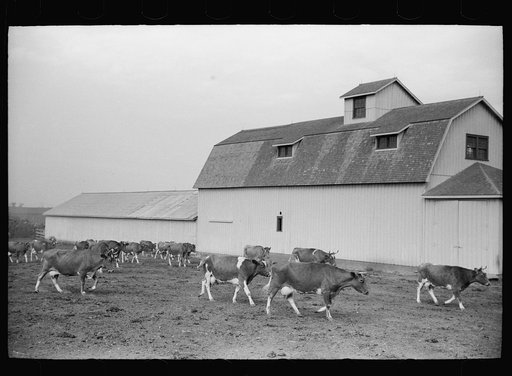 Untitled photo, possibly related to: Guernsey cows outside barn before milking time, Dakota County, Minnesota