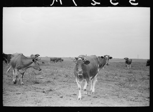 Guernsey cows, dairy farm, Dakota County, Minnesota