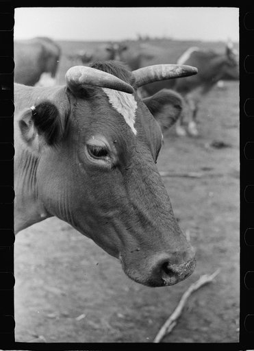 Guernsey cow, Brandtjen Dairy Farm, Dakota County, Minnesota