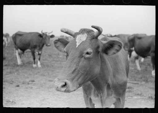 Untitled photo, possibly related to: Guernsey cow, Brandtjen Dairy Farm, Dakota County, Minnesota