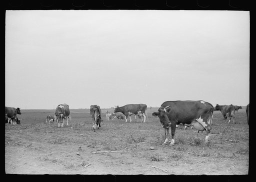 Untitled photo, possibly related to: Guernsey cows, dairy farm, Dakota County, Minnesota