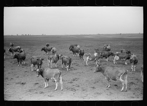 Guernsey cows, dairy farm, Dakota County, Minnesota