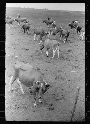 Untitled photo, possibly related to: Guernsey cows, dairy farm, Dakota County, Minnesota