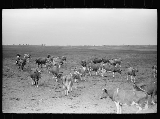 Untitled photo, possibly related to: Guernsey cows, dairy farm, Dakota County, Minnesota