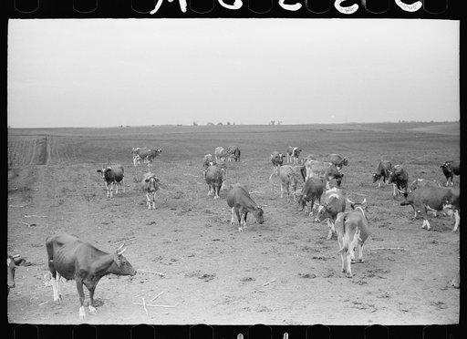 Untitled photo, possibly related to: Guernsey cows, dairy farm, Dakota County, Minnesota