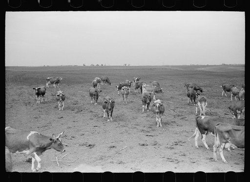 Untitled photo, possibly related to: Guernsey cows, dairy farm, Dakota County, Minnesota