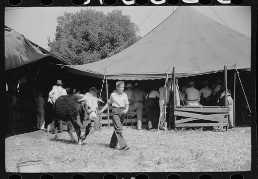 Untitled photo, possibly related to: 4-H Club boy leads calf out of auction tent, Central Iowa 4-H Club fair, Marshalltown, Iowa