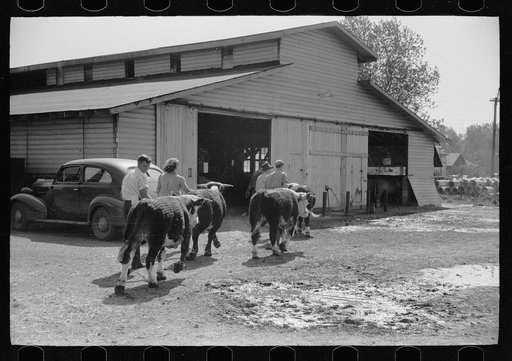Untitled photo, possibly related to: 4-H Club boy leads calf out of auction tent, Central Iowa 4-H Club fair, Marshalltown, Iowa