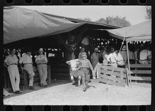 4-H Club boy leads calf out of auction tent, Central Iowa 4-H Club fair, Marshalltown, Iowa